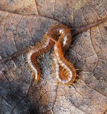 Attēlu rezultāti vaicājumam “Geophilidae”