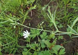 Attēlu rezultāti vaicājumam “Stellaria palustris”