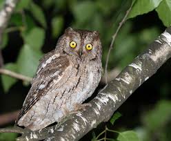 Image result for Otus scops