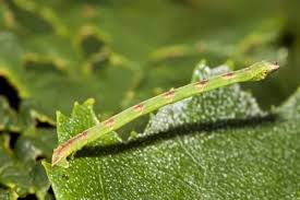 Attēlu rezultāti vaicājumam “Mesoleuca albicillata”