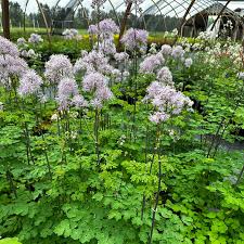 Attēlu rezultāti vaicājumam “Thalictrum”