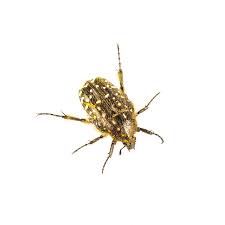 Attēlu rezultāti vaicājumam “Oxythyrea funesta imago”