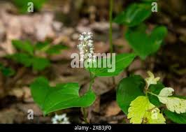Attēlu rezultāti vaicājumam “Maianthemum bifolium flower”