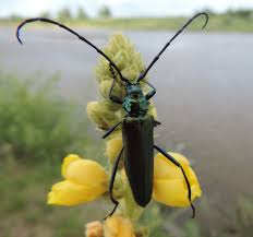 Attēlu rezultāti vaicājumam “Aromia moschata”