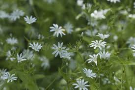 Attēlu rezultāti vaicājumam “Stellaria holostea leaf”