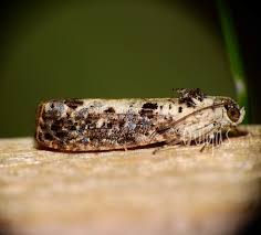 Attēlu rezultāti vaicājumam “Hedya salicella”