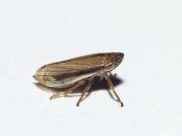 Attēlu rezultāti vaicājumam “Neophilaenus lineatus”