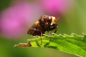 Attēlu rezultāti vaicājumam “Sicus ferrugineus”