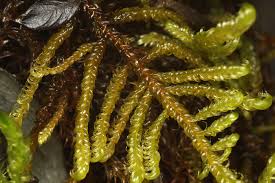 Attēlu rezultāti vaicājumam “Rhynchostegiella tenella macro”