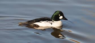 Attēlu rezultāti vaicājumam “Bucephala clangula male”