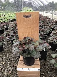 Image result for HEUCHERA americana 'Palace Purple Auslese'