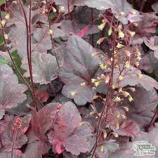 Image result for Heuchera `Midnight Rose`