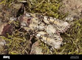 Attēlu rezultāti vaicājumam “Lacanobia contigua”