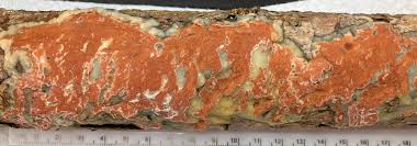 Attēlu rezultāti vaicājumam “Gloeoporus taxicola”