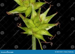 Attēlu rezultāti vaicājumam “Carex spicata”