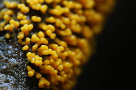 Attēlu rezultāti vaicājumam “Badhamia affinis var. microspora”