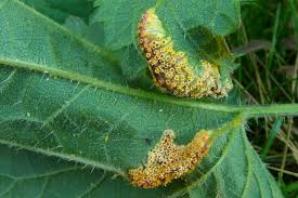 Attēlu rezultāti vaicājumam “Puccinia urticata”