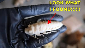 Attēlu rezultāti vaicājumam “Blattoptera”