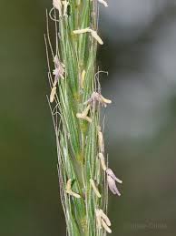 Attēlu rezultāti vaicājumam “Elymus caninus”
