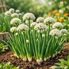 Résultat de recherche d'images pour "Allium fistulosum"