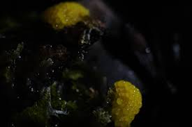 Attēlu rezultāti vaicājumam “Stemonitis flavogenita macro”