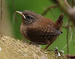 Attēlu rezultāti vaicājumam “Troglodytes troglodytes adult”
