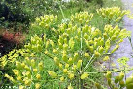 Attēlu rezultāti vaicājumam “Pastinaca sativa subsp. sylvestris”