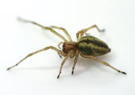 Attēlu rezultāti vaicājumam “Cheiracanthium sp. male”