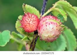 Attēlu rezultāti vaicājumam “Diplolepis rosae”