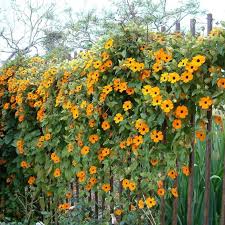 Image result for Thunbergia alata