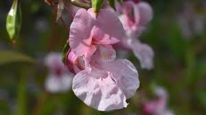 Image result for Impatiens glandulifera