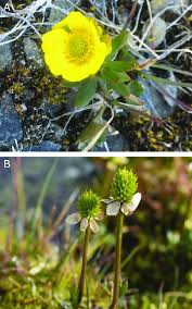 Attēlu rezultāti vaicājumam “Ranunculaceae”