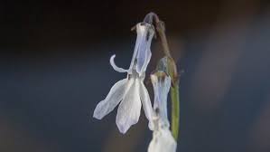 Attēlu rezultāti vaicājumam “Lobelia dortmanna bud”