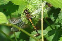 Attēlu rezultāti vaicājumam “Leucorrhinia pectoralis”
