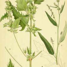 Attēlu rezultāti vaicājumam “Atriplex calotheca leaf”