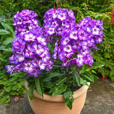 Image result for Phlox paniculata `Sweet Summer`