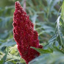 Attēlu rezultāti vaicājumam “Rhus typhina flower”