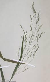 Attēlu rezultāti vaicājumam “Poa remota bud”