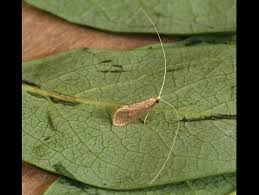 Attēlu rezultāti vaicājumam “Nematopogon sp.”