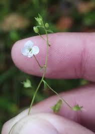 Attēlu rezultāti vaicājumam “Veronica scutellata”