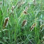 Attēlu rezultāti vaicājumam “Blysmus compressus fruit”