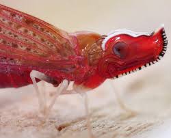 Attēlu rezultāti vaicājumam “Rabdophaga degeeri”