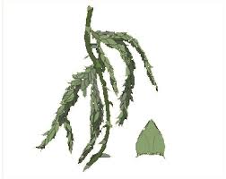 Attēlu rezultāti vaicājumam “Sphagnum balticum”