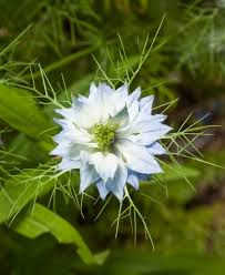 Image result for Nigella damascena