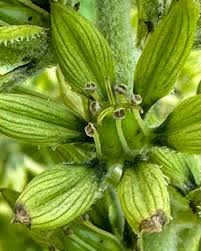 Attēlu rezultāti vaicājumam “Listera cordata fruit”