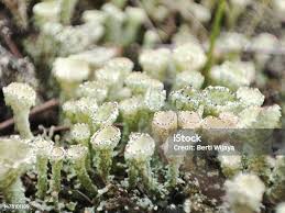 Attēlu rezultāti vaicājumam “Cladonia pyxidata”