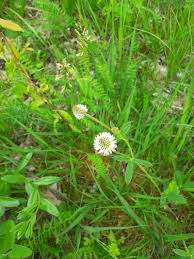 Attēlu rezultāti vaicājumam “Trifolium montanum fruit”