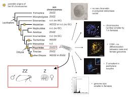 Attēlu rezultāti vaicājumam “Proutia betulina”