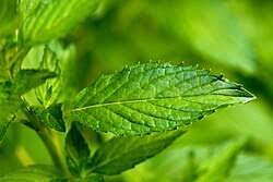 Attēlu rezultāti vaicājumam “Mentha x verticillata leaf”
