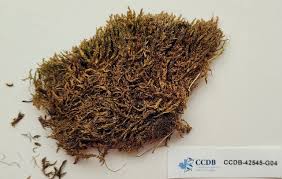 Attēlu rezultāti vaicājumam “Drepanocladus polygamus”